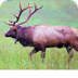 Quick Tips for Viewing Elk Saf
