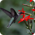 Hummingbird Facts For Kids