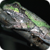 BioKIDS - Gray Tree Frog