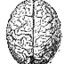 Zadina - Brain Research
