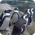 Penguins