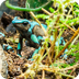 Poison Dart Frogs 