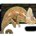 Reptiles Magazine