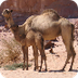 kameel in de sahara - YouTube