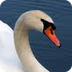Swan videos