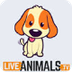 Live Animals TV - Watch Animal