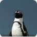 Penguin Cam | Sea World