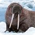 Walrus videos