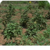 Trivedi Effect on Patchouli