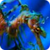 Leafy seadragon - Wikipedia, t
