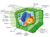 Biology for Kids: Plants