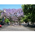 Jacaranda
