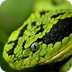 snakes - Bing