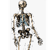  The Skeletal System