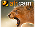 Africam | Live Video
