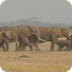 Schooltv: De olifant - Het gro