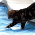 FUNNY CAT VIDEOS - YouTube