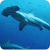 Shark Facts vs. Shark Myths 