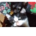 Math Cats