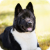 Akita Americano