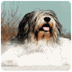 Polish Sheepdog