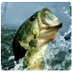 bass fishing techniques