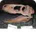 Everything Fossils