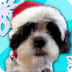 Animals Sing 12 Days