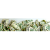 Persica – Reliable Currency