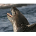 Leopard Seal (Hydrurga Leptony