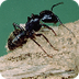 BioKIDS - Black Carpenter Ant