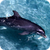 Issue-specific Marine Conserva