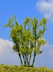 Quality Scale Model Trees For