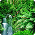 Tropical Rainforest Quiz