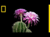 Time-Lapse: Beautiful Cacti Bl