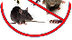 Bug and Rodent Control