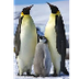 Emperor Penguin