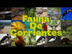 Relato: Fauna De Corrientes
