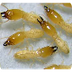 Stop Termite Inspections