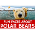 Interesting Facts about Polar 