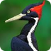 Video: Elusive Woodpecker