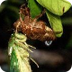 Cicadas Kidcyber