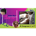 Hair Doctor in Indore