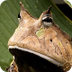 Amazon Horned Frog 