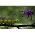Caterpillar Shoes - Fun Insect