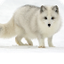 Arctic Fox 6