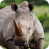 Rhino Webcam