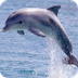Basic Facts About Dolphins