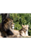 Lion Cam | Smithsonian's