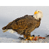 Bald Eagle, Identification, Al